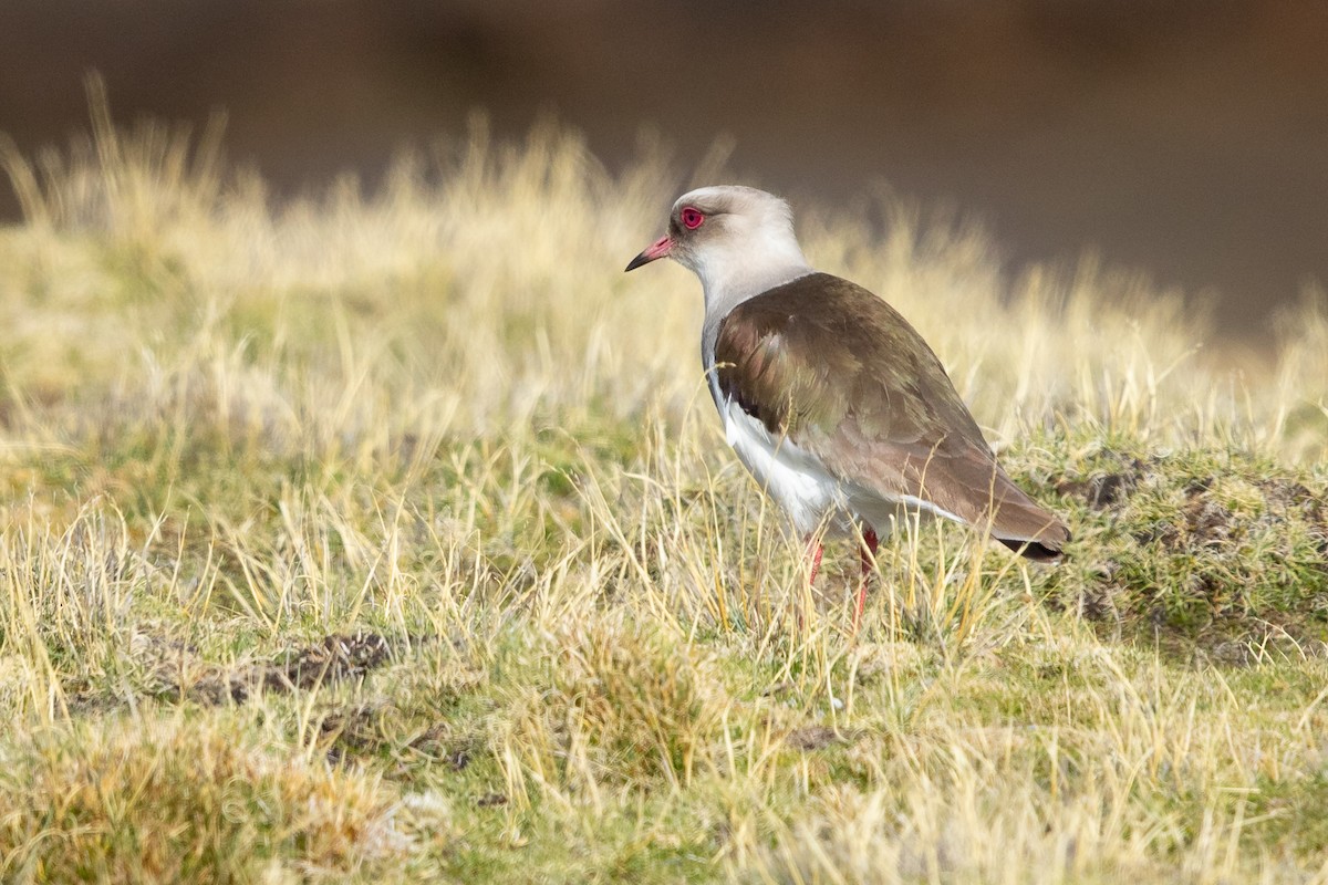 Andean Lapwing - ML637952712