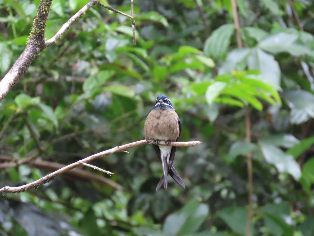 Whiskered Treeswift - ML637952718