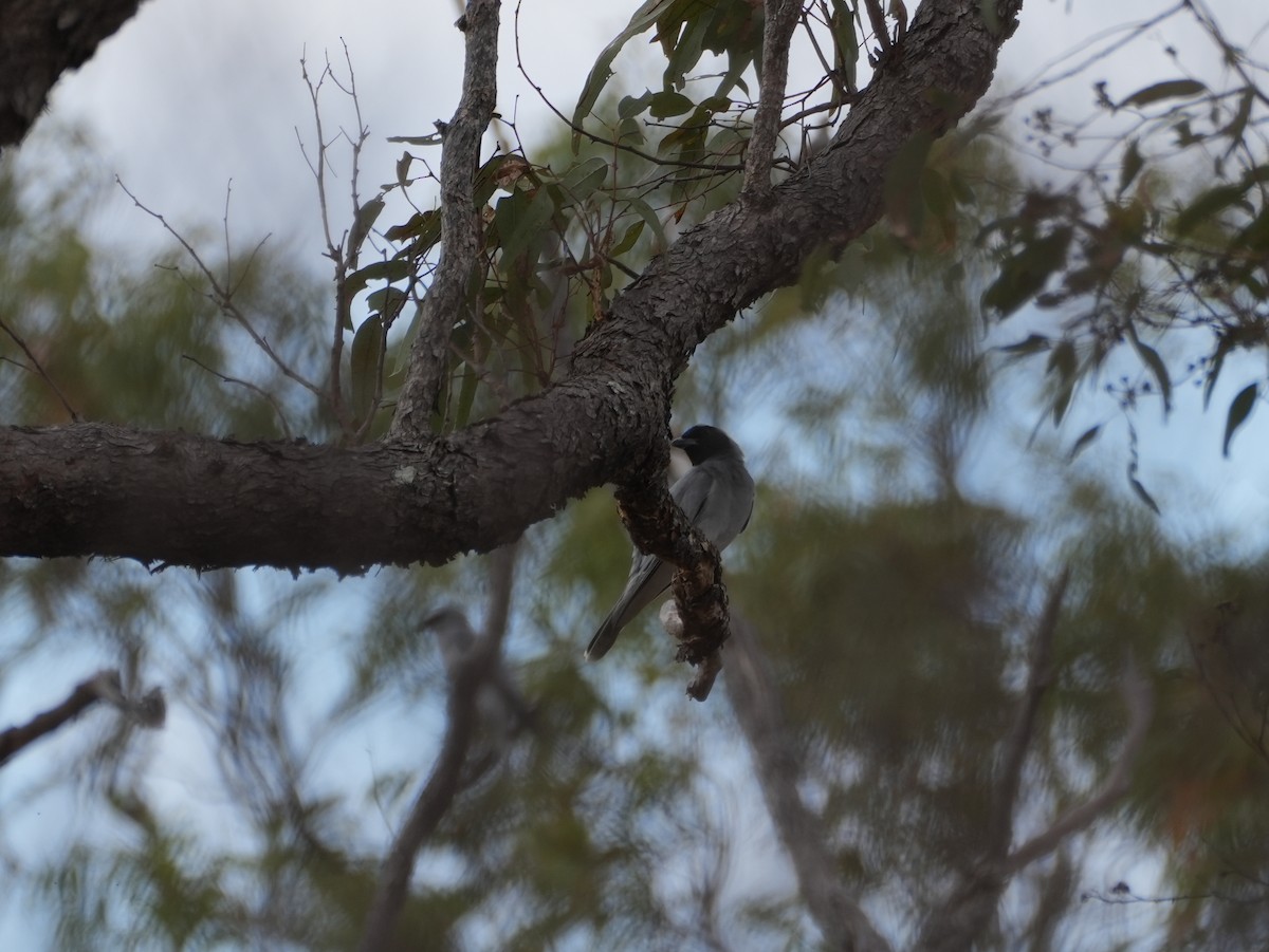 Black-faced Cuckooshrike - ML637952732