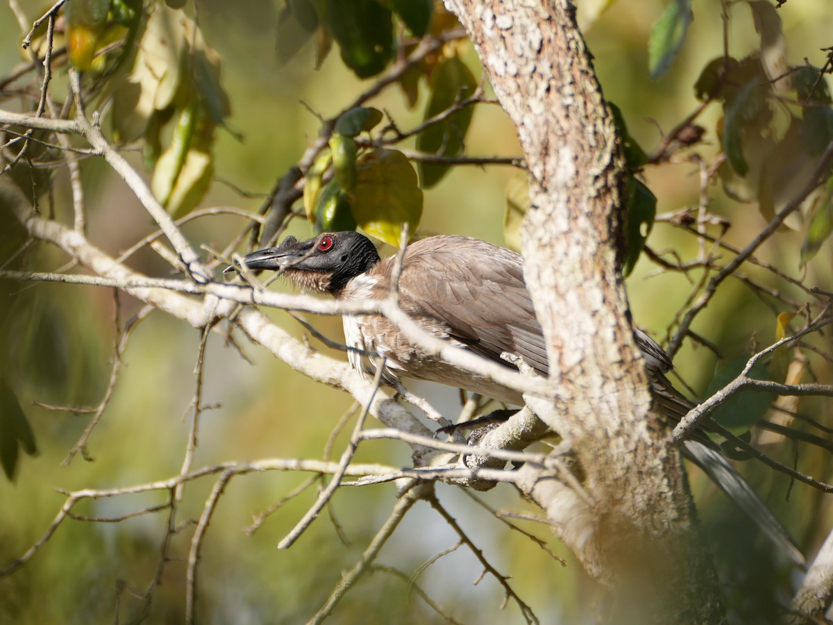 Noisy Friarbird - ML637952740