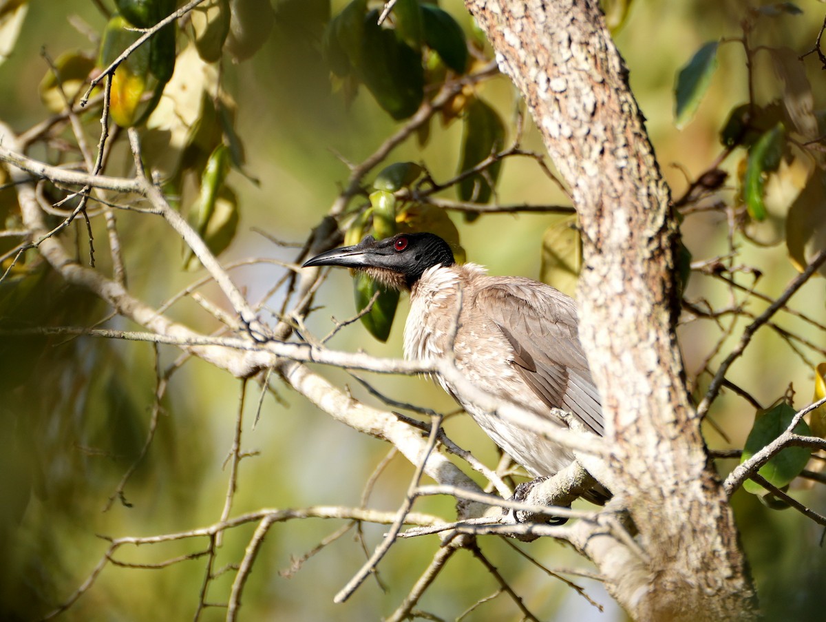 Noisy Friarbird - ML637952741