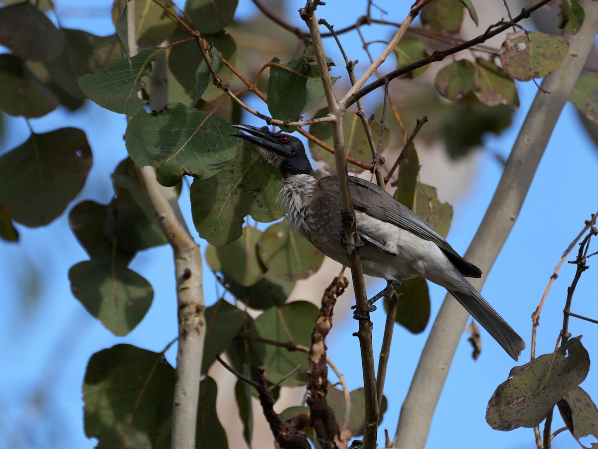 Noisy Friarbird - ML637952742