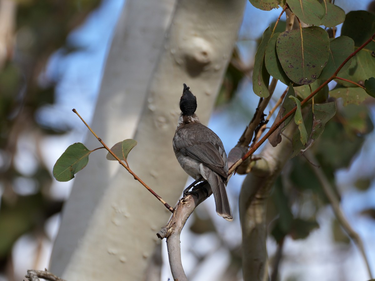 Noisy Friarbird - ML637952743
