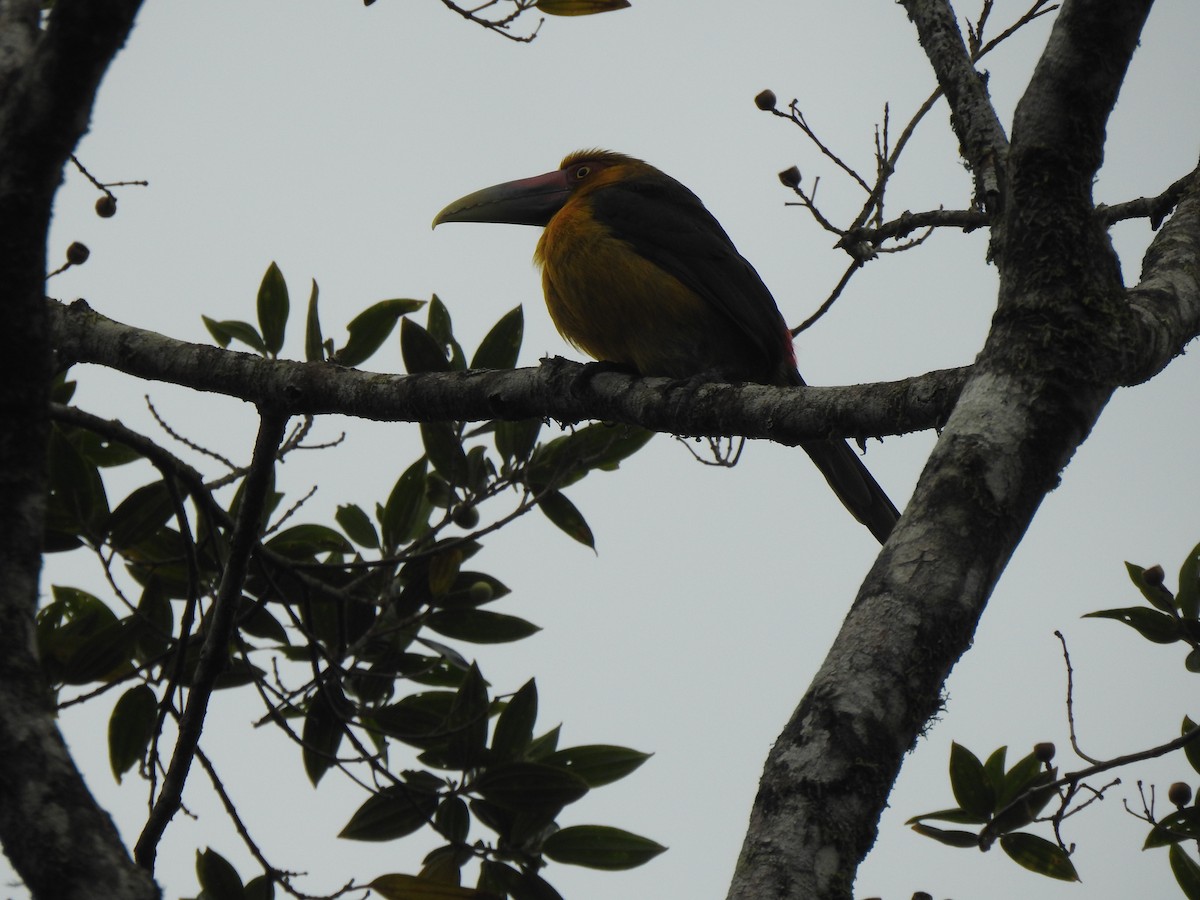 Saffron Toucanet - ML637952745