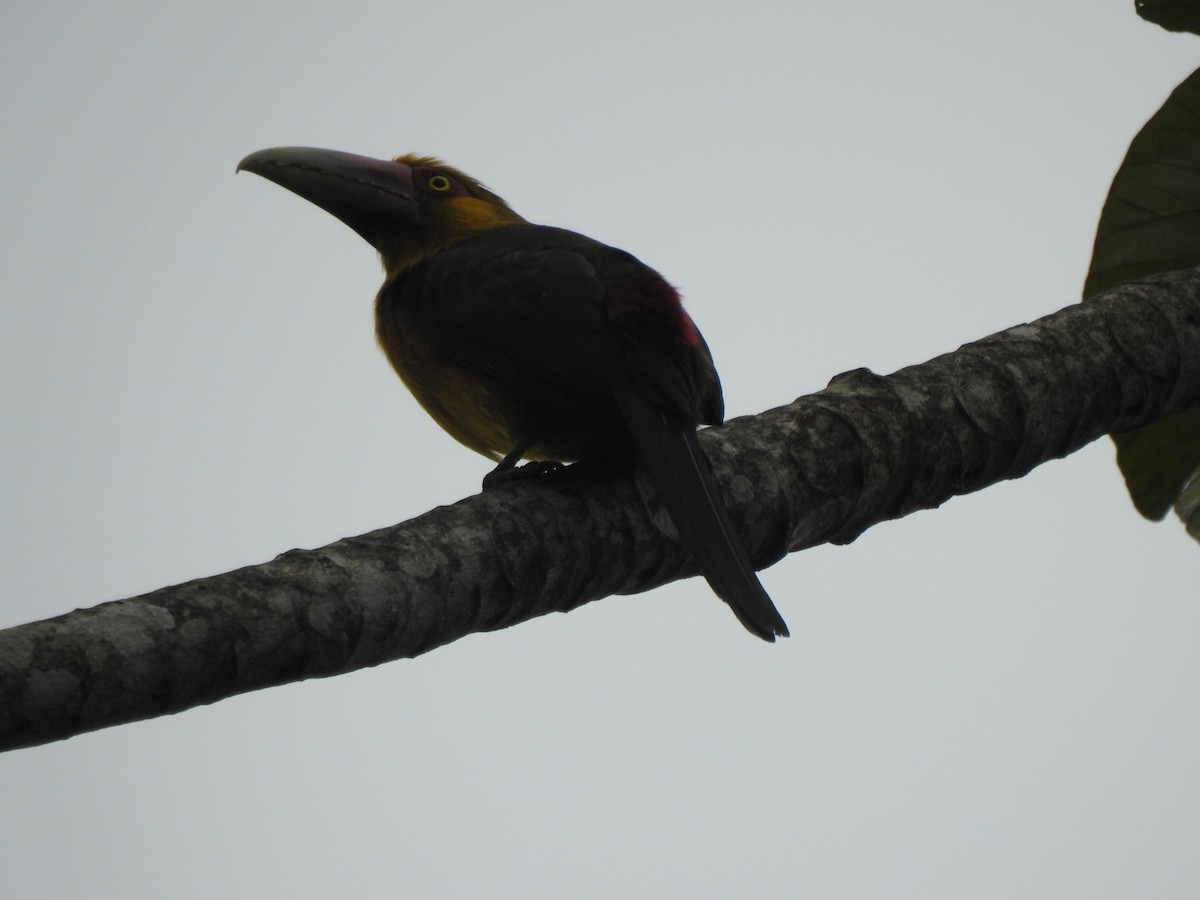 Saffron Toucanet - ML637952747