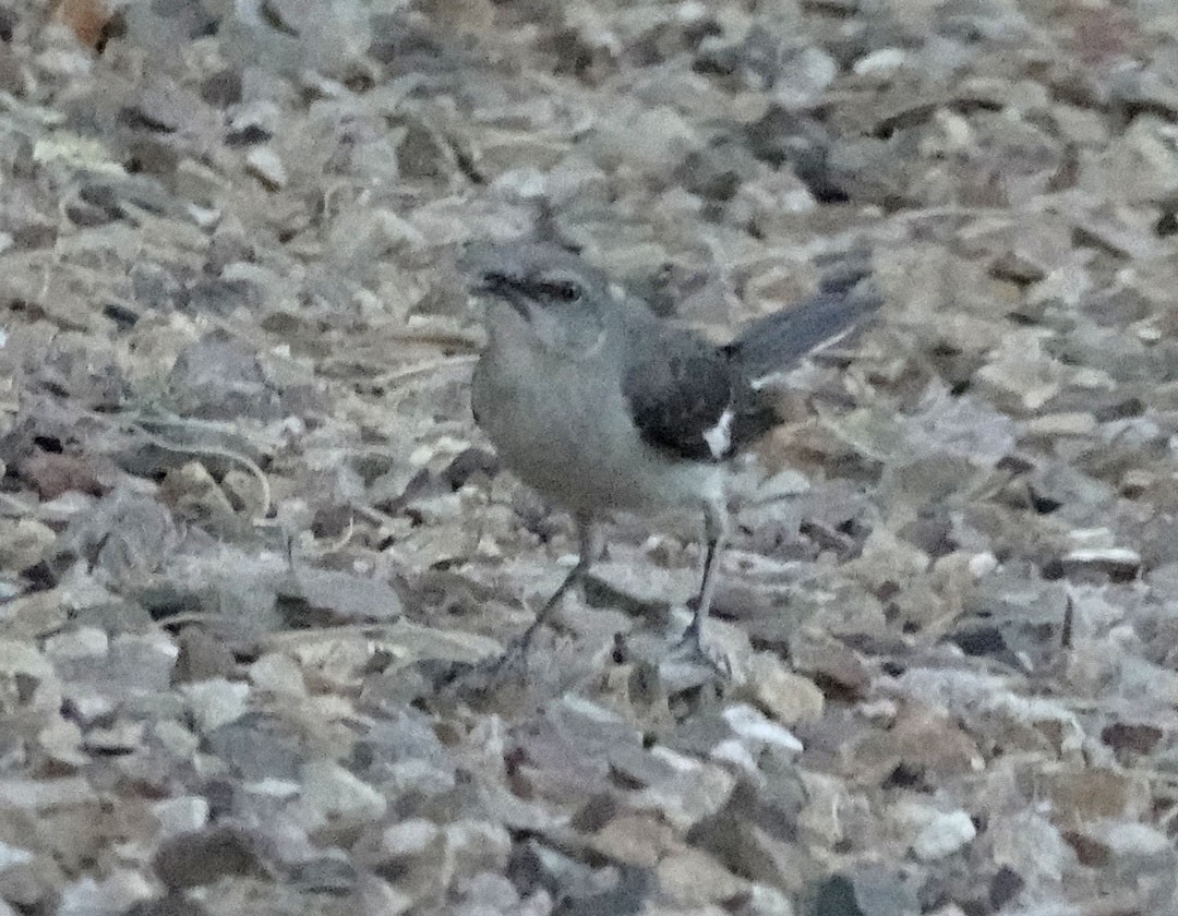 Northern Mockingbird - ML637952754