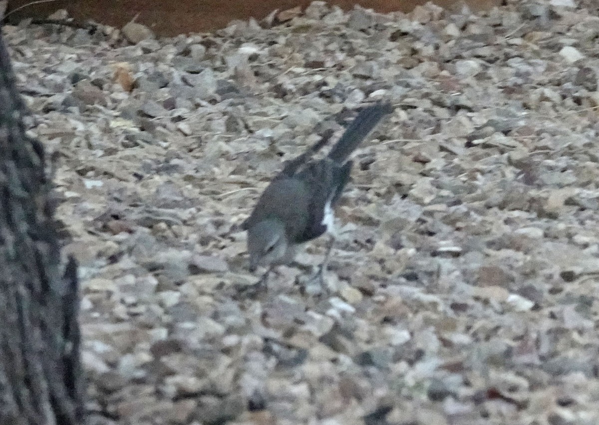 Northern Mockingbird - ML637952756