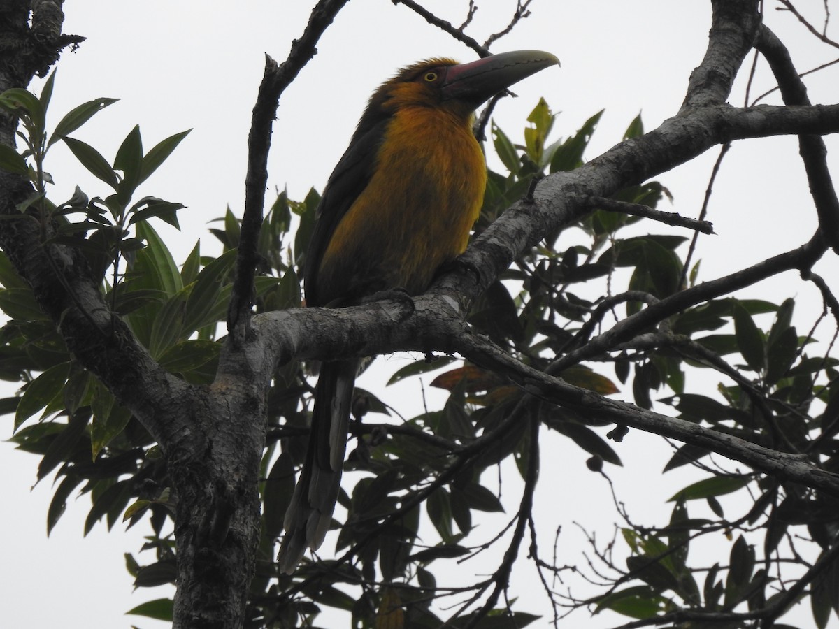 Saffron Toucanet - ML637952762