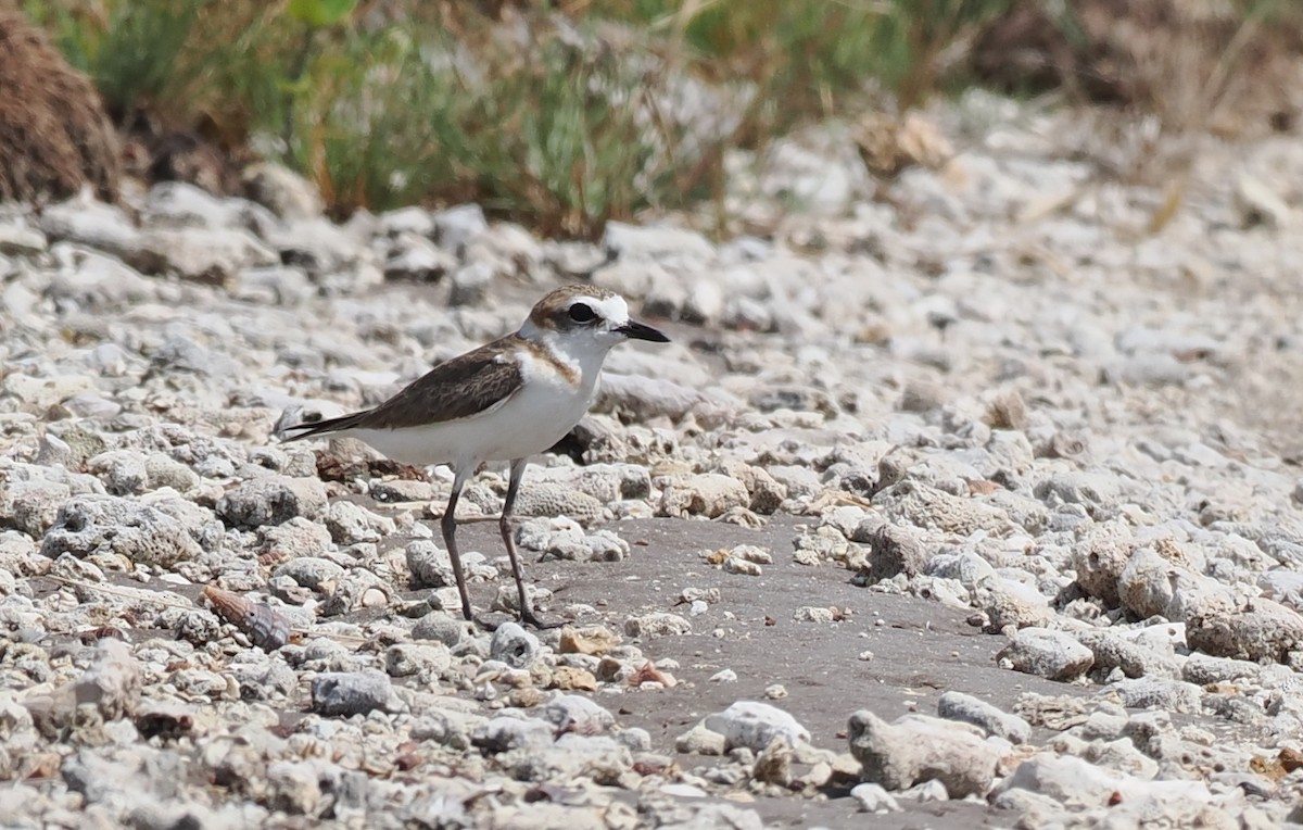 Javan Plover - ML637952776