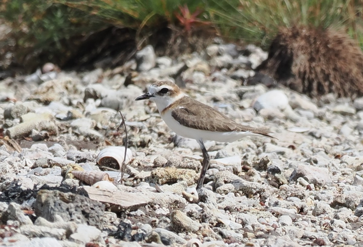 Javan Plover - ML637952778