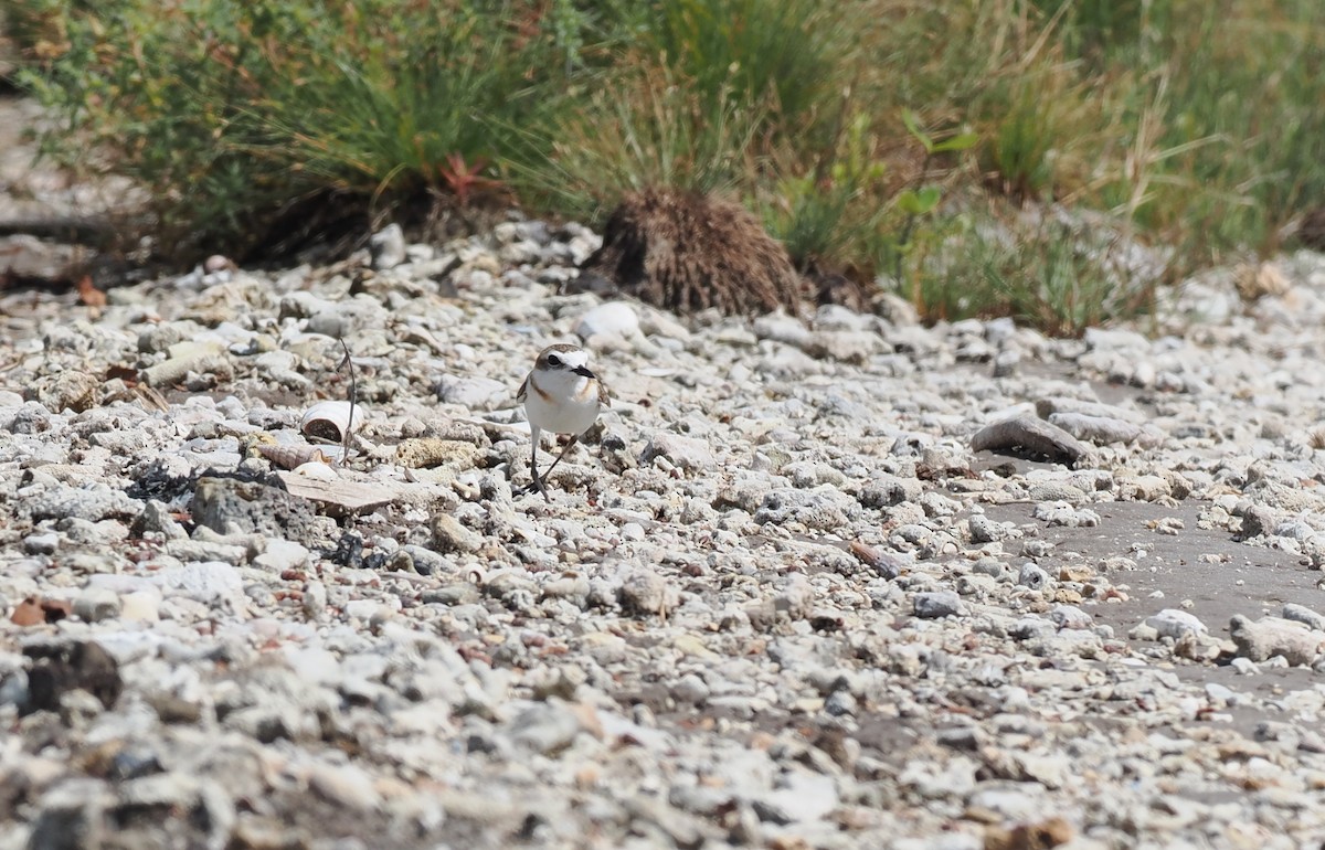Javan Plover - ML637952780