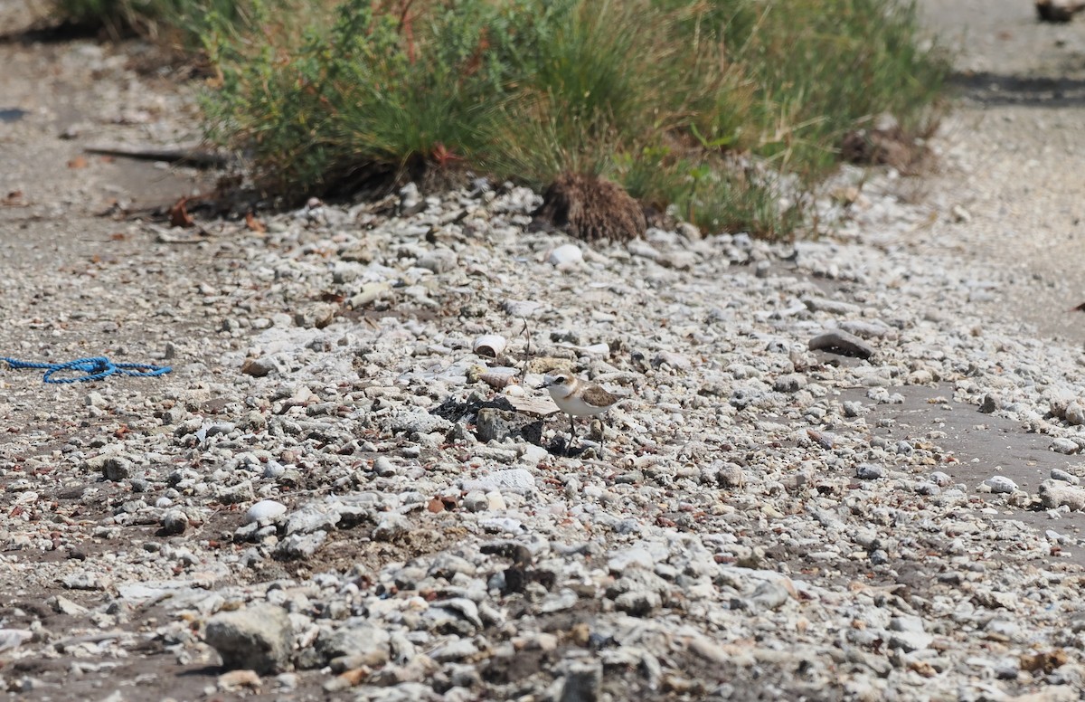 Javan Plover - ML637952781