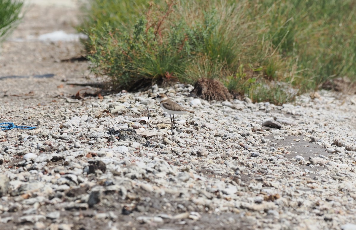 Javan Plover - ML637952782