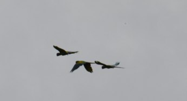 Great Green Macaw - ML637952793