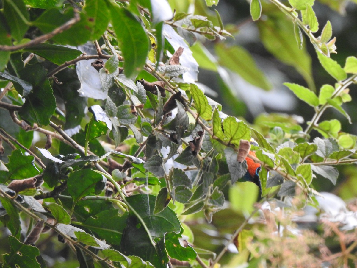Red-necked Tanager - ML637952833