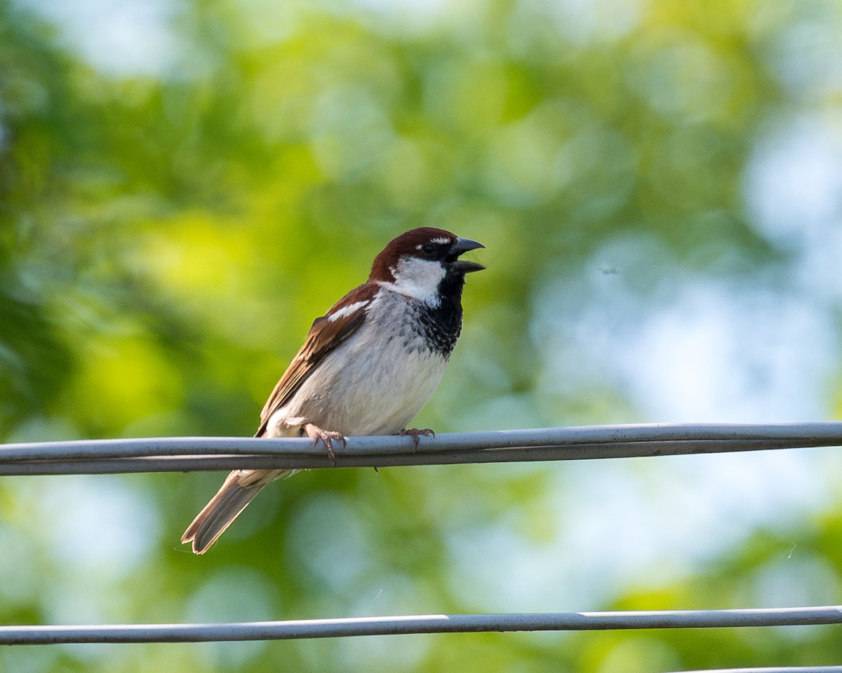 Italian Sparrow - ML637952871