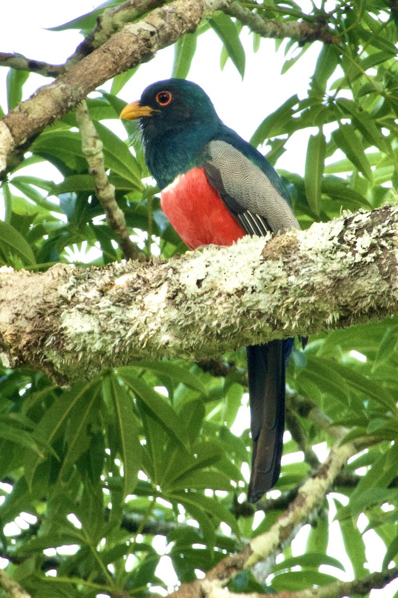 Black-tailed Trogon - ML637952877