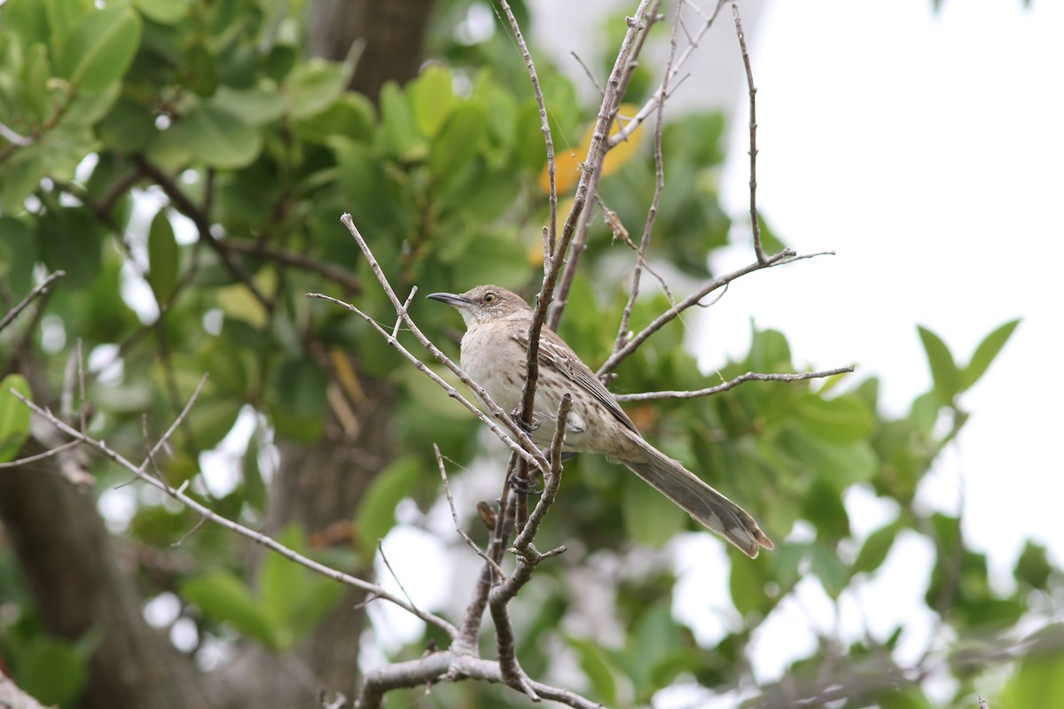 Bahama Mockingbird - ML637952885