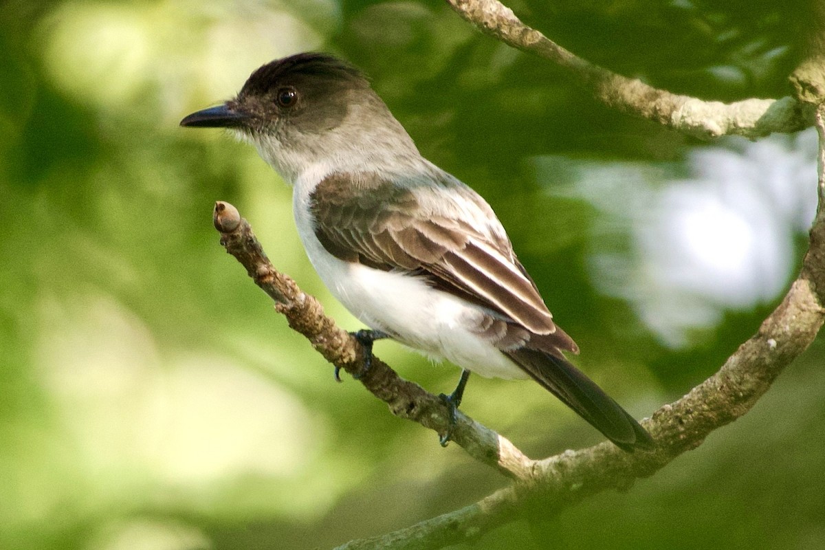 White-rumped Sirystes - ML637952899