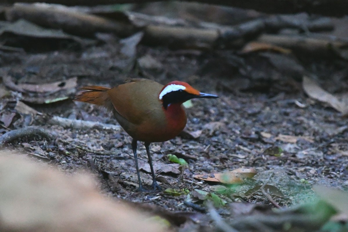 Malaysian Rail-babbler - ML637952900