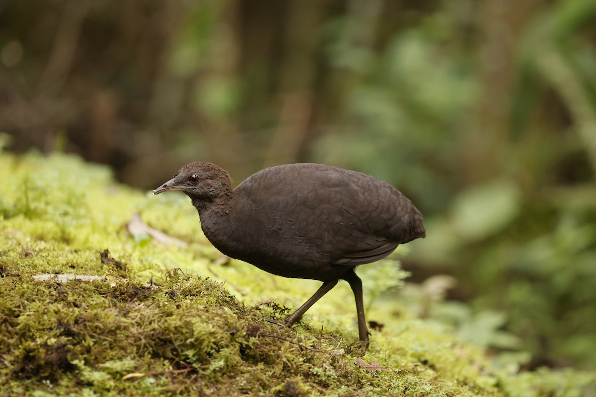 Cinereous Tinamou - ML637952922