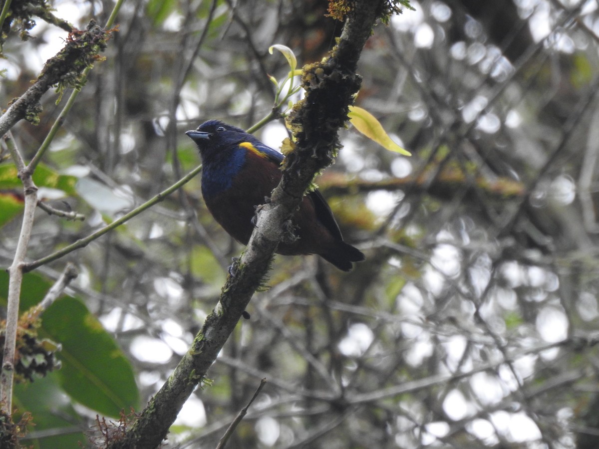 Chestnut-bellied Euphonia - ML637952931