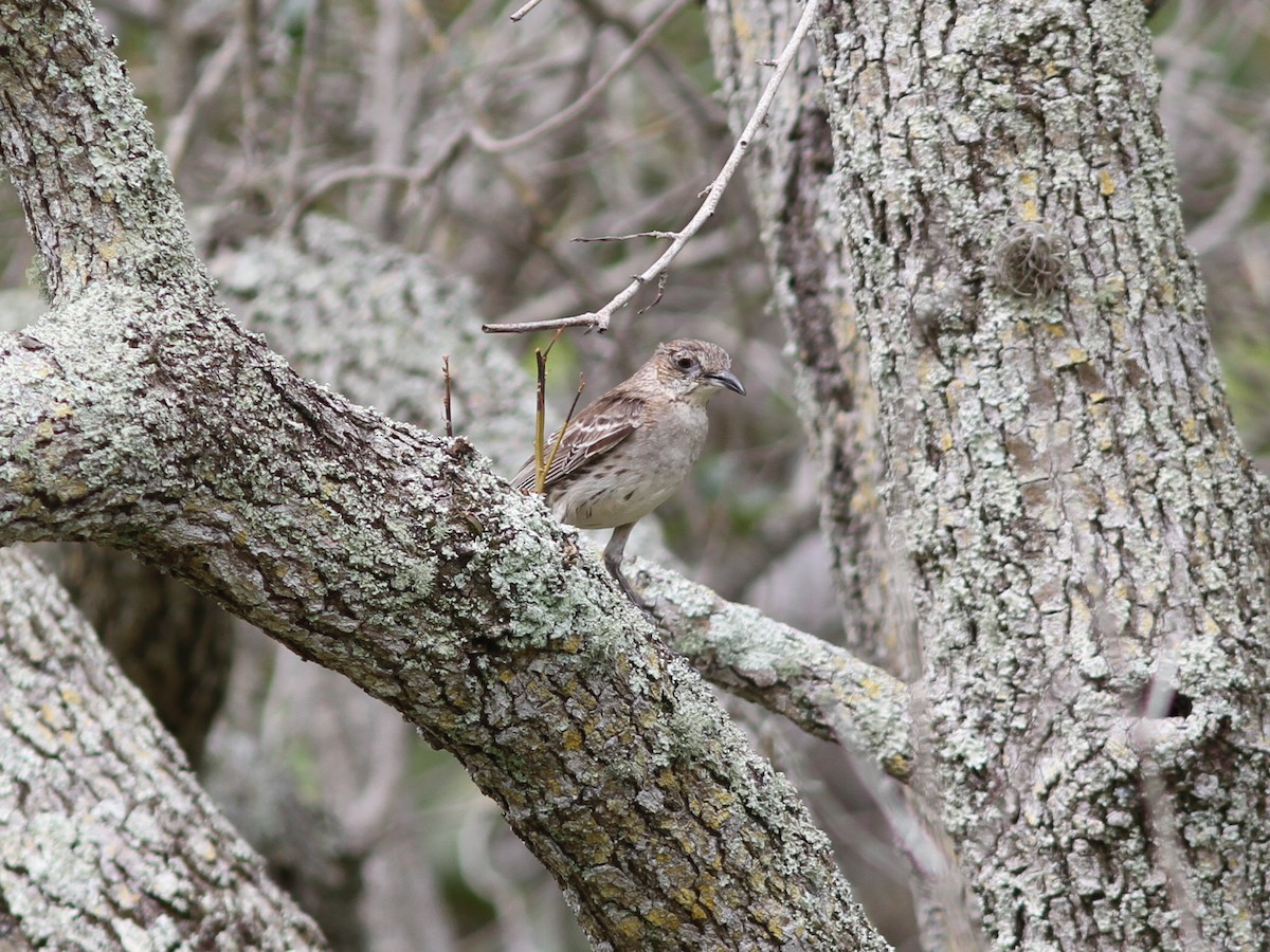 Bahama Mockingbird - ML637952934