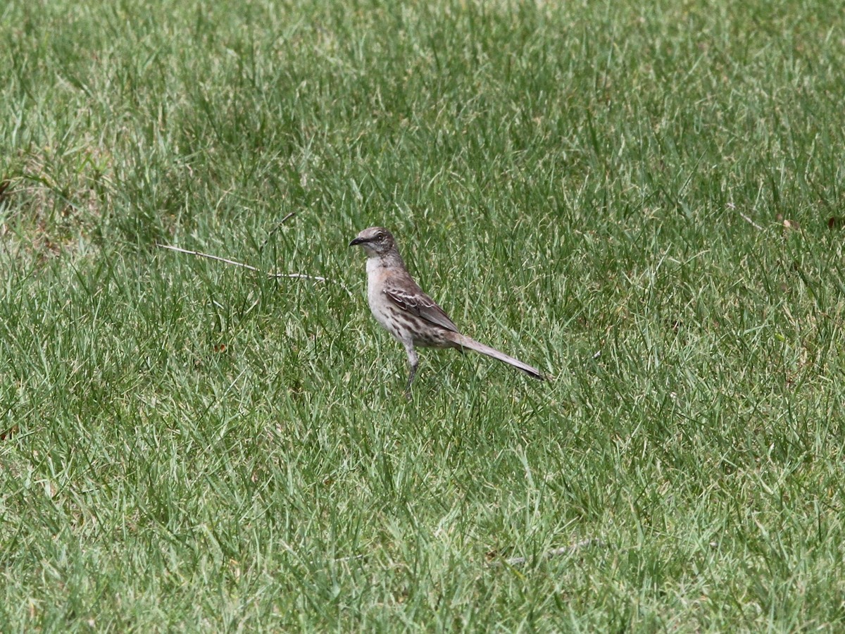 Bahama Mockingbird - ML637952935