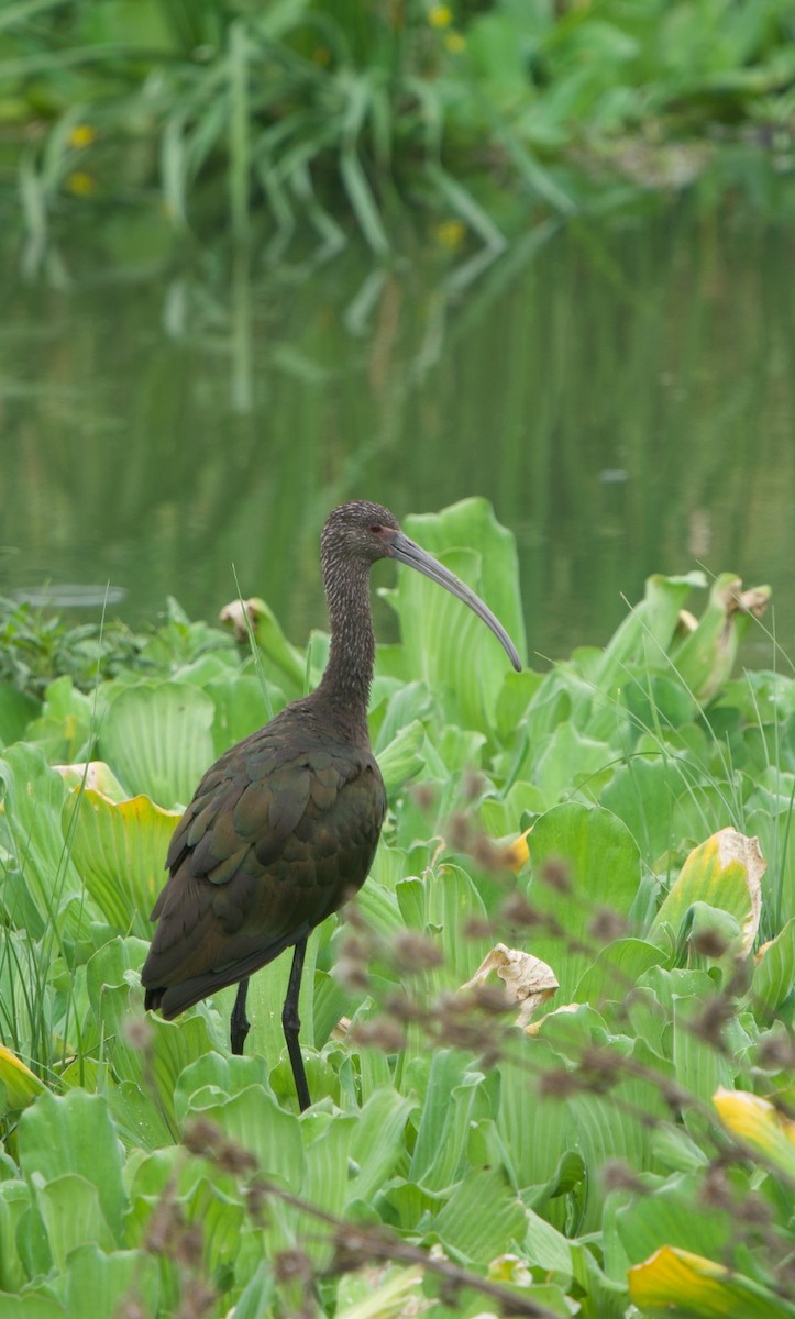 White-faced Ibis - ML637952946