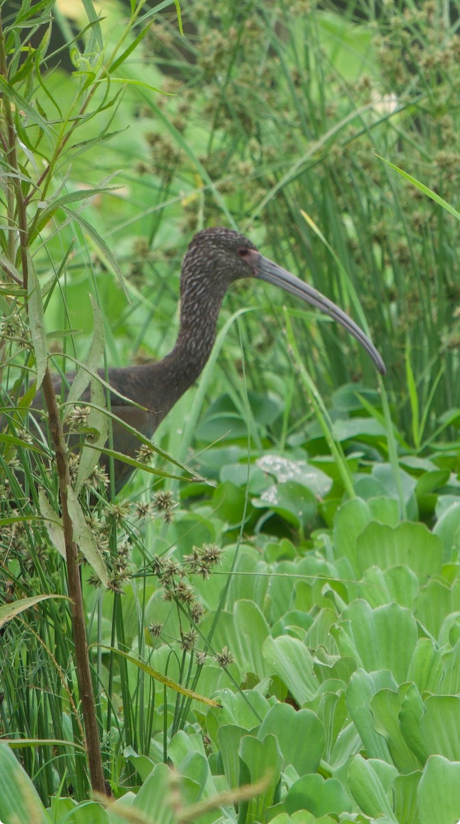 White-faced Ibis - ML637952947