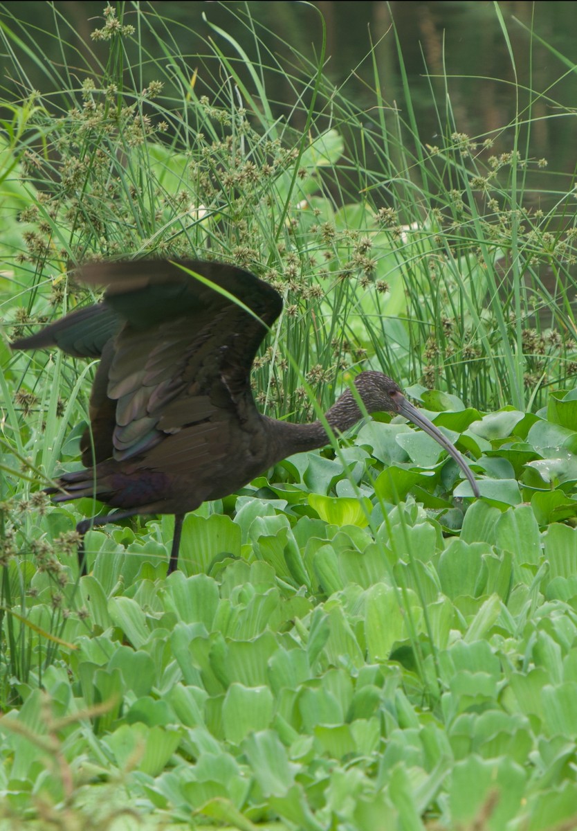 White-faced Ibis - ML637952948