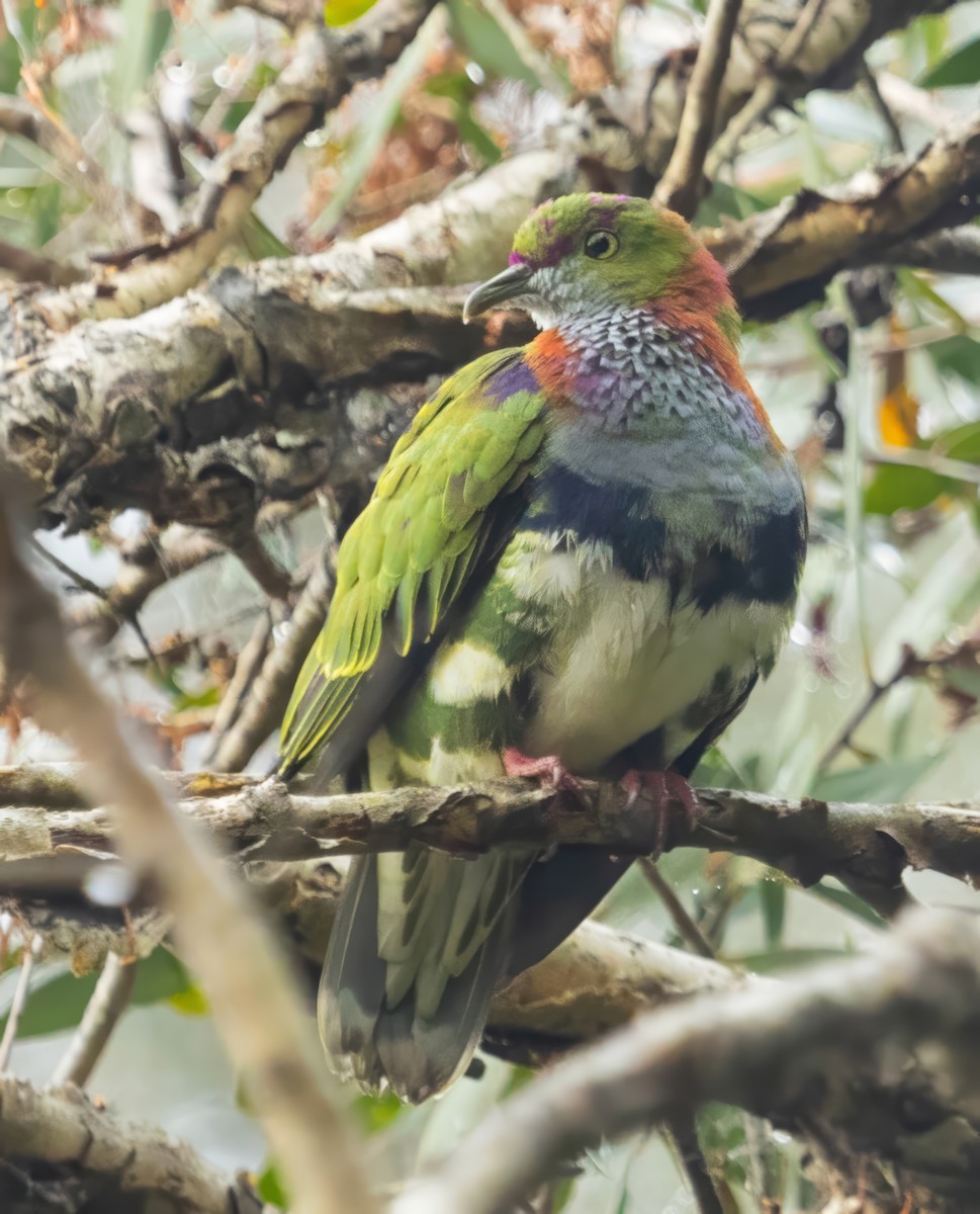 Superb Fruit-Dove - ML637952961