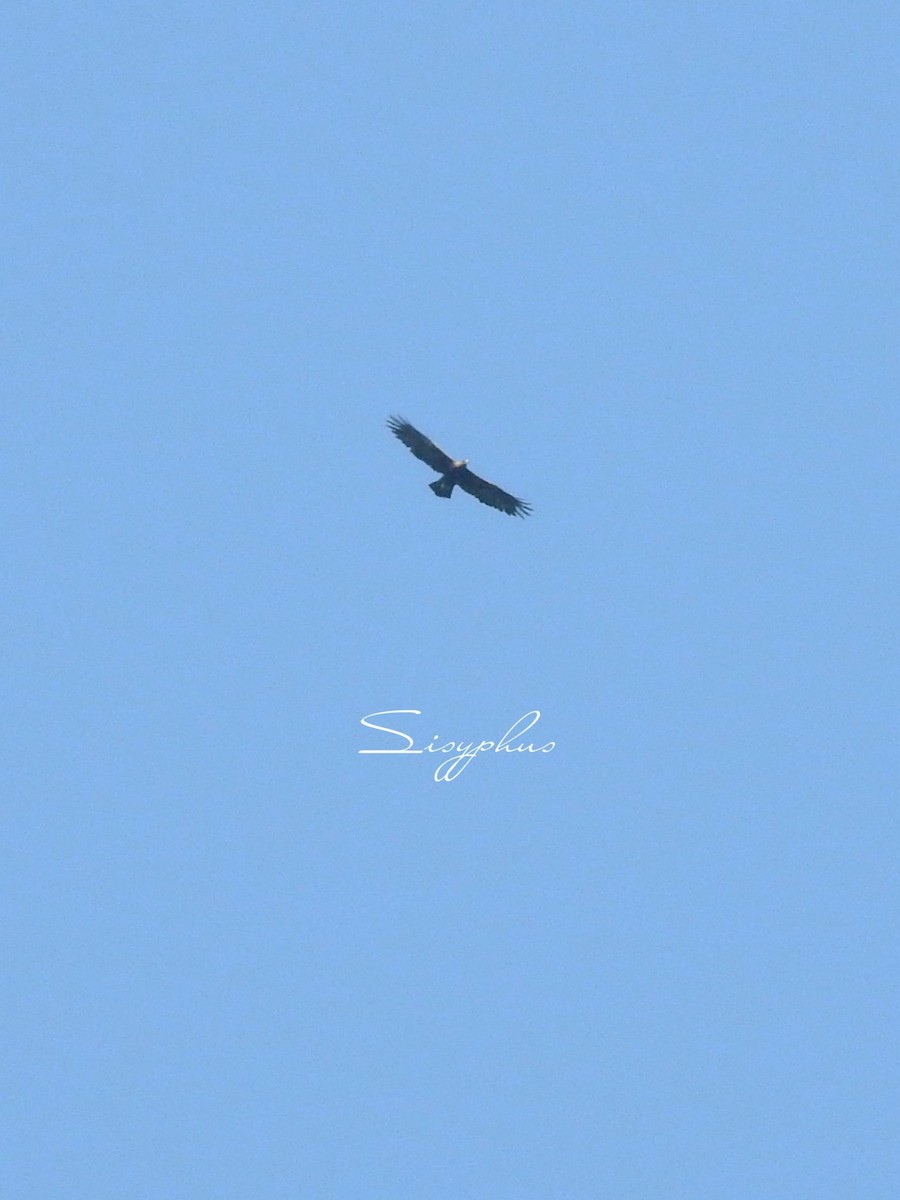 Цармын бүргэд - ML637952979