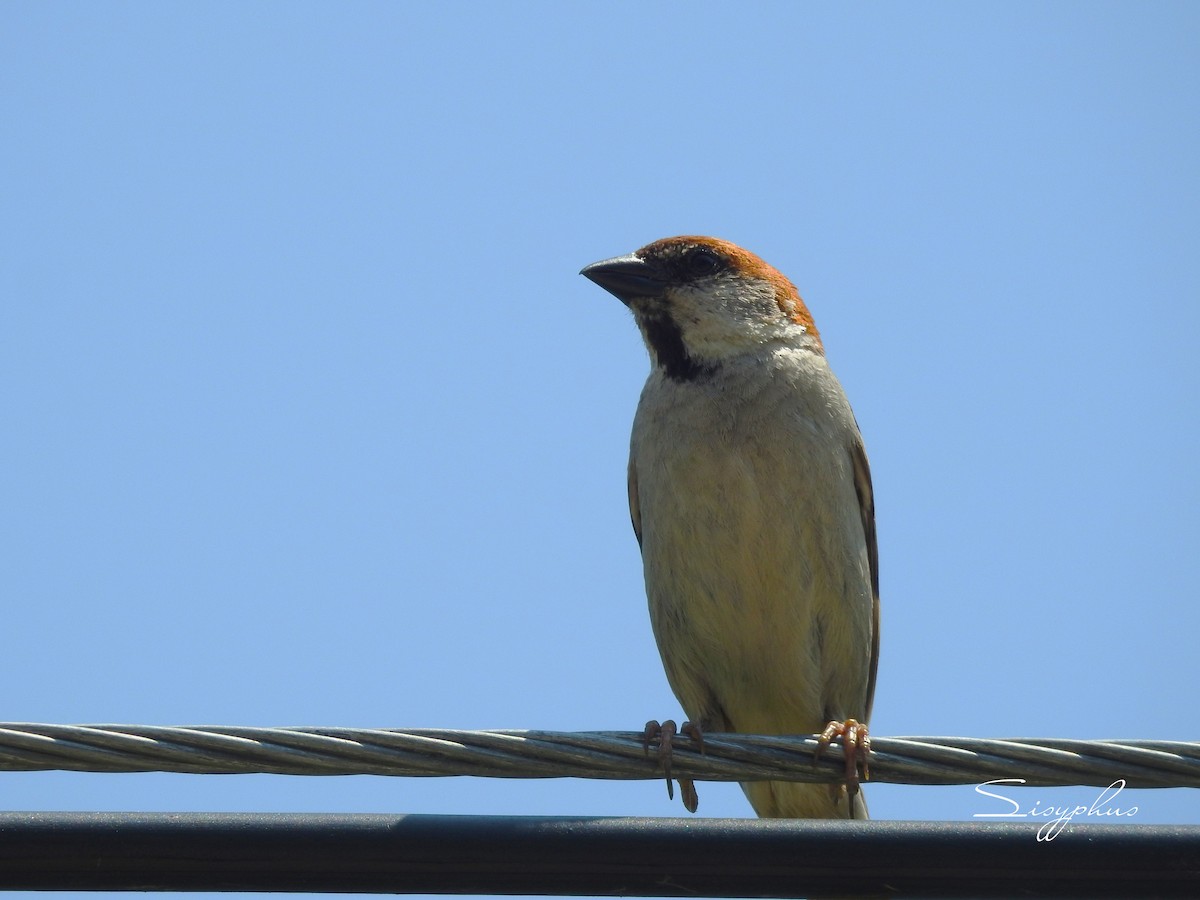 Russet Sparrow - ML637952989