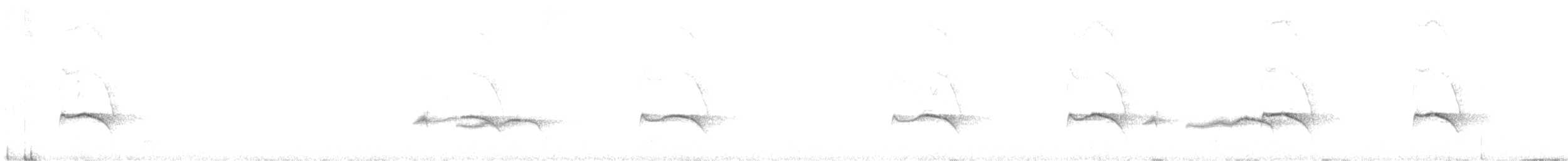 Stripe-backed Antbird - ML637953033
