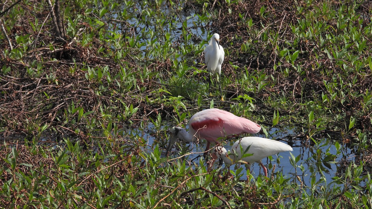 Roseate Spoonbill - ML637953035