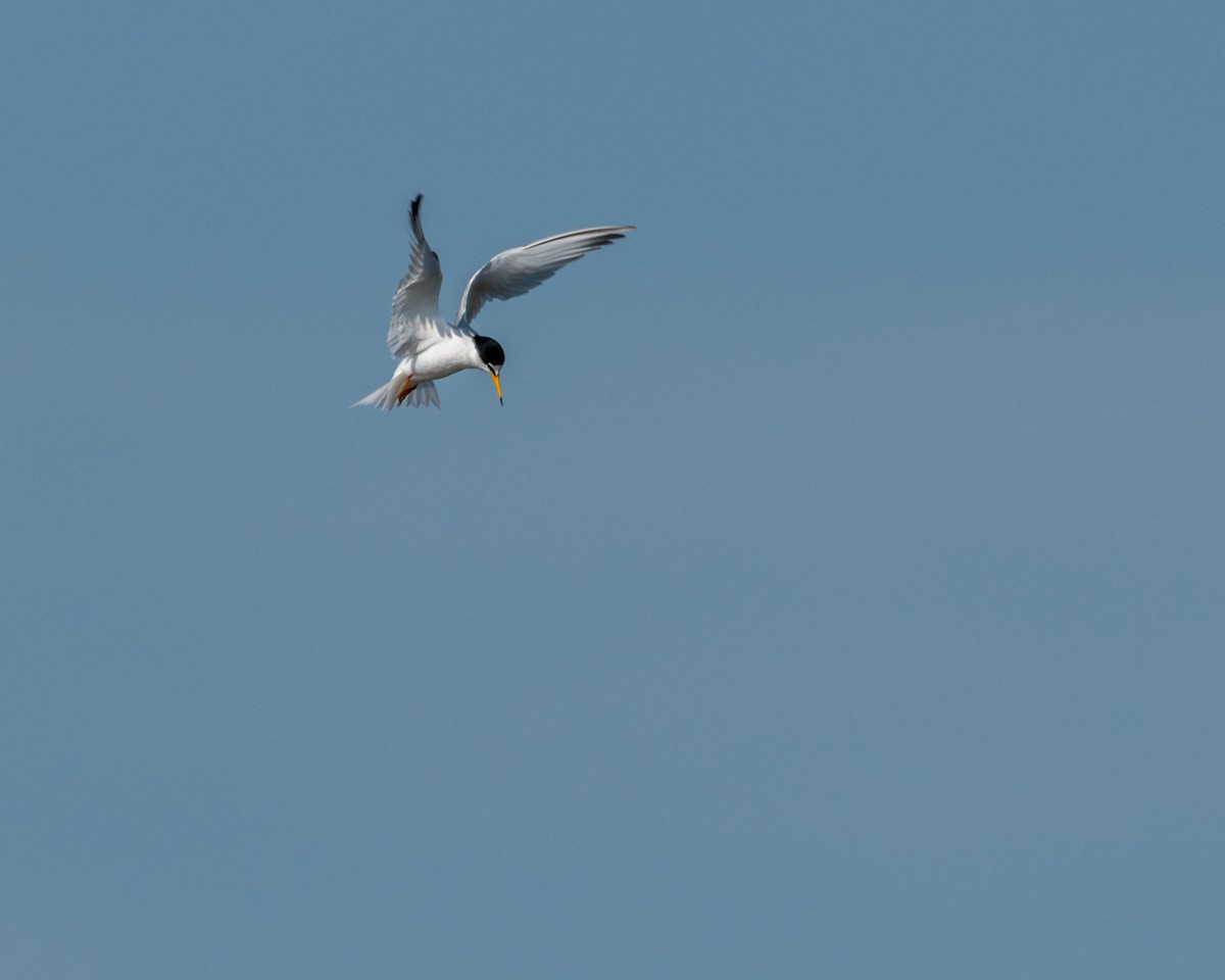 Little Tern - ML637953079