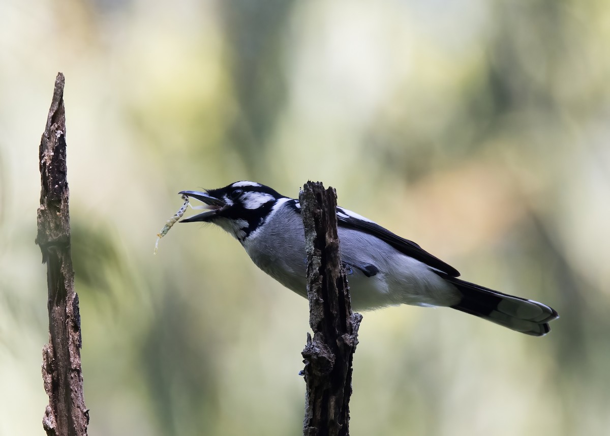 White-eared Monarch - ML637953091