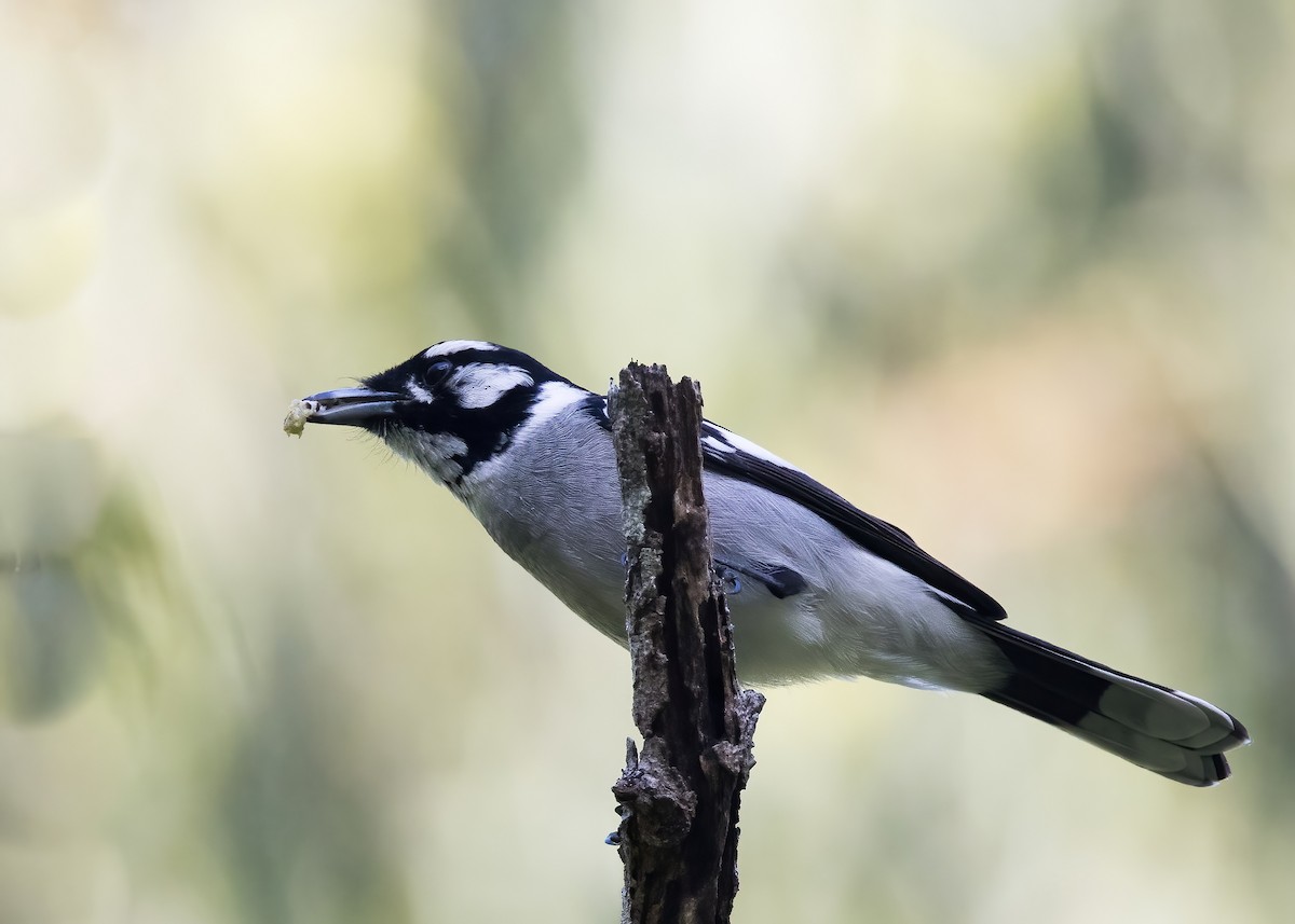 White-eared Monarch - ML637953092