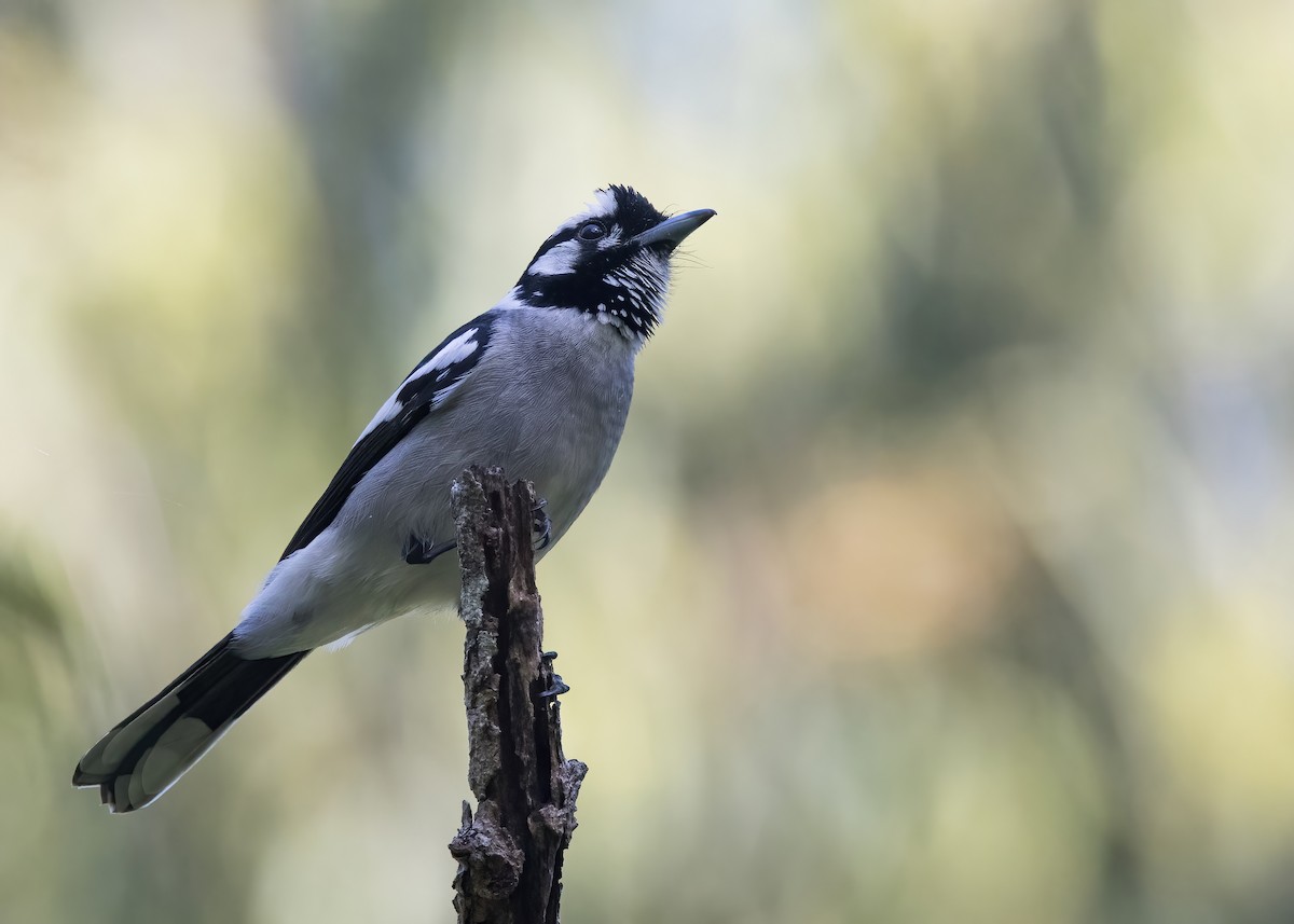 White-eared Monarch - ML637953093