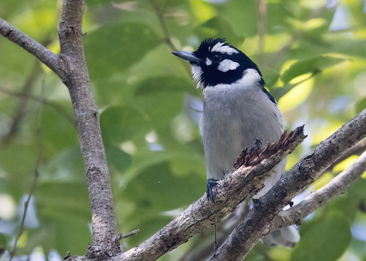 White-eared Monarch - ML637953094