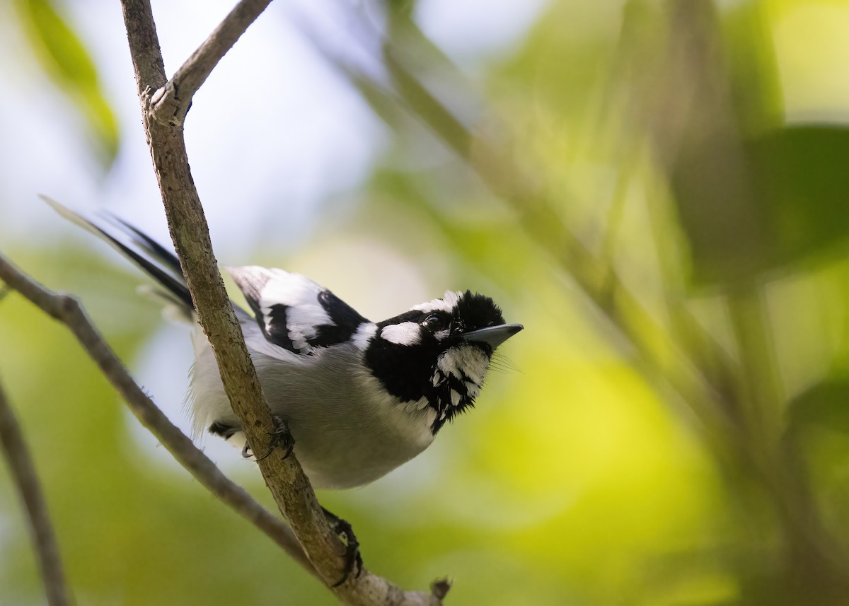 White-eared Monarch - ML637953097