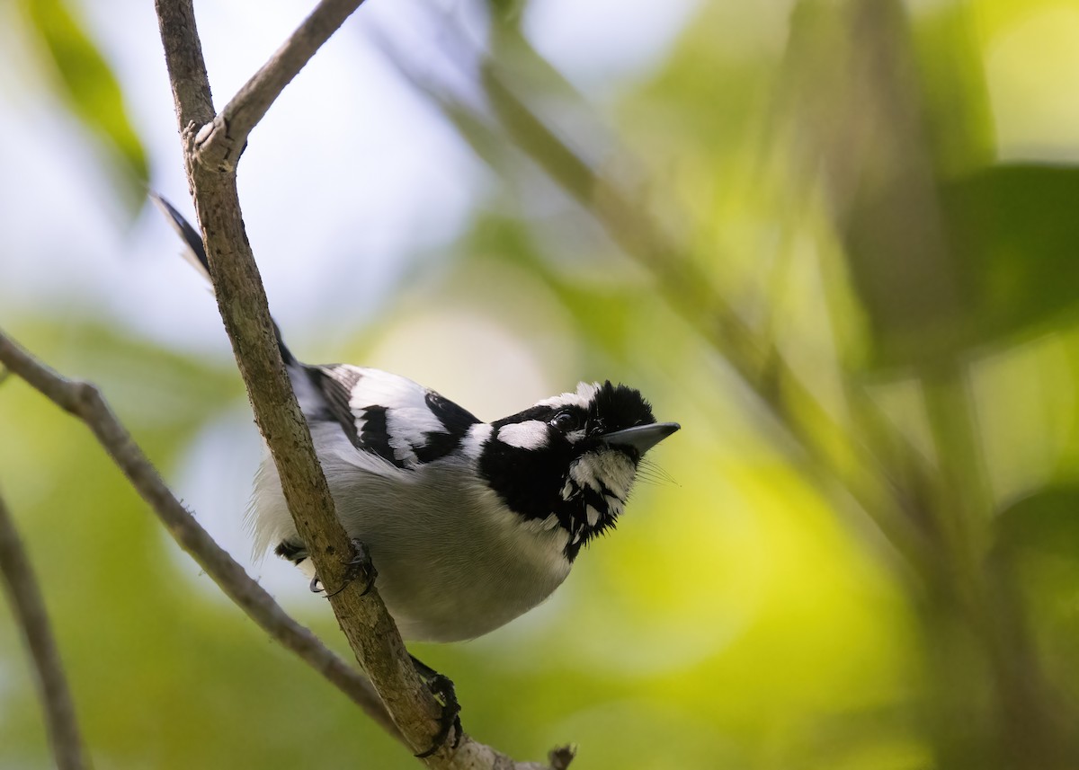 White-eared Monarch - ML637953098