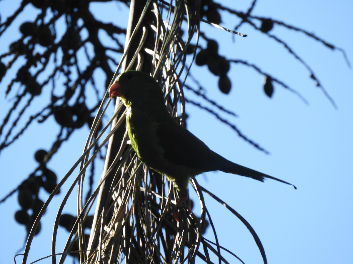 Plain Parakeet - ML637953100