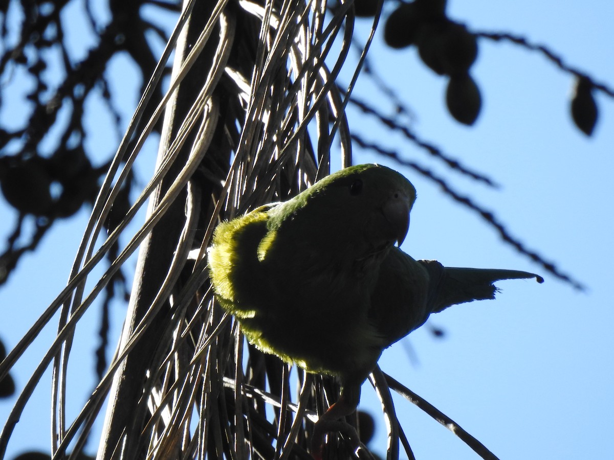 Plain Parakeet - ML637953105