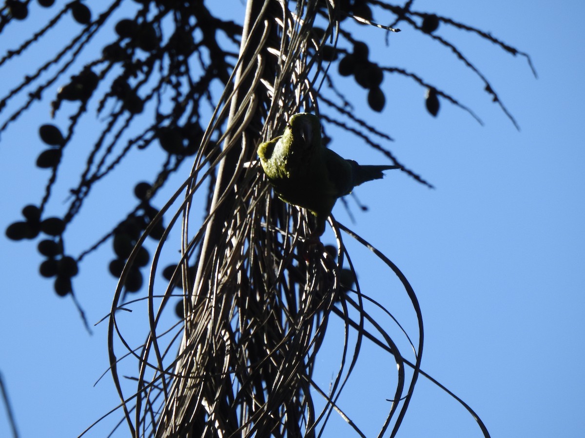 Plain Parakeet - ML637953106