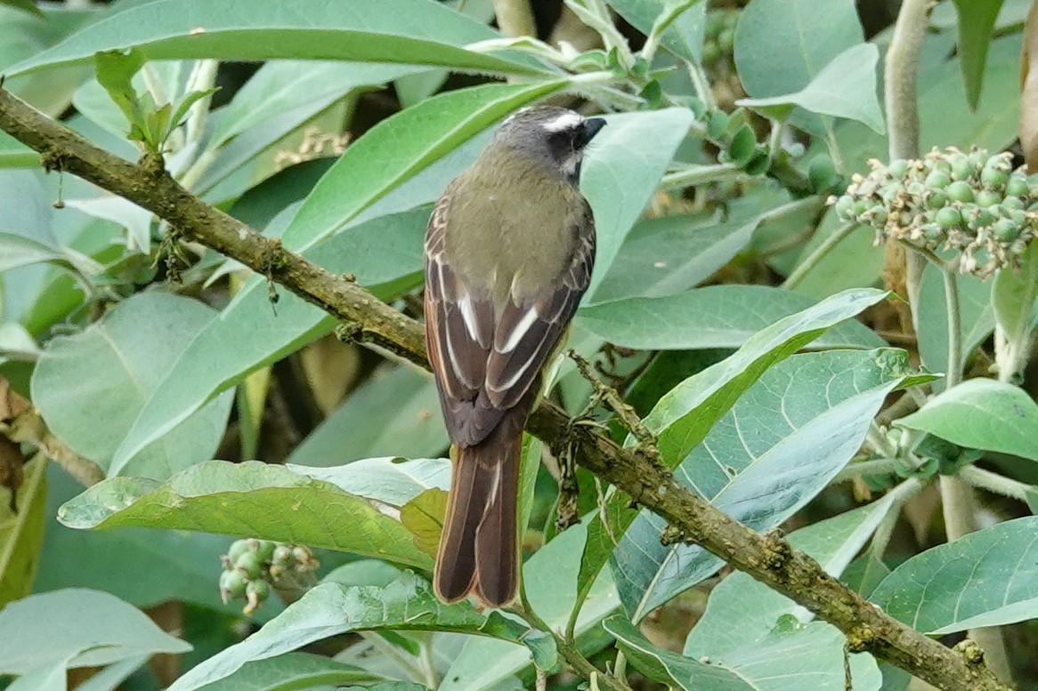 Golden-bellied Flycatcher - ML637953152