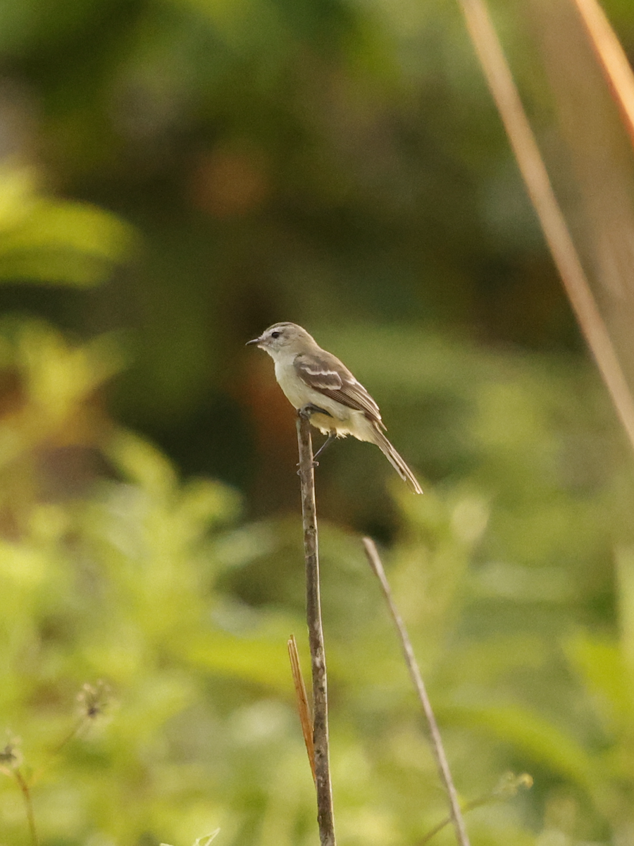 Mouse-colored Tyrannulet (Southern) - ML637953175
