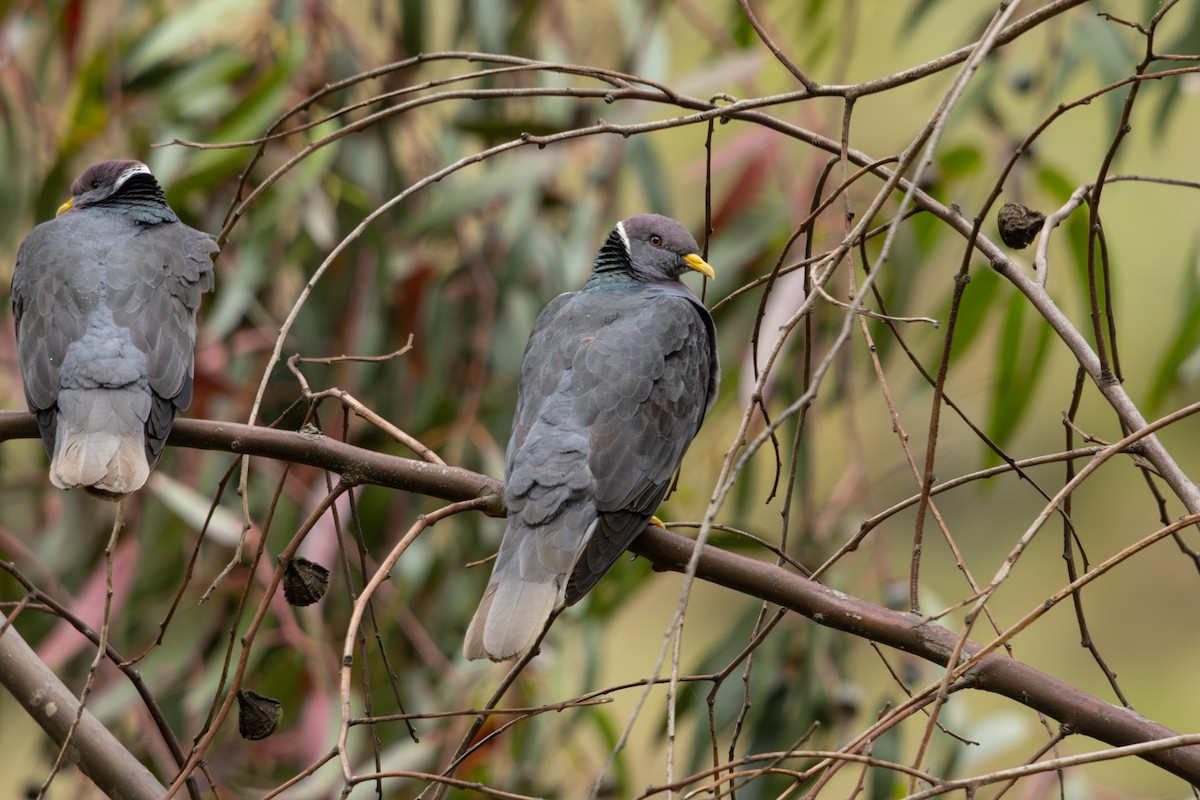 Band-tailed Pigeon - ML637953199