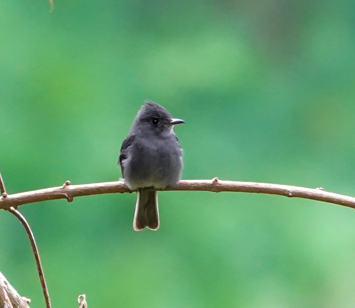 Smoke-colored Pewee - ML637953252